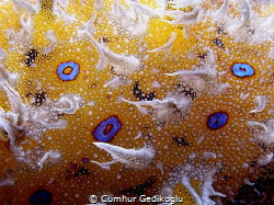 Bursatella leachii
Blue dot sea hare by Cumhur Gedikoglu 